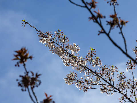 Cherry blossoms 2018 9