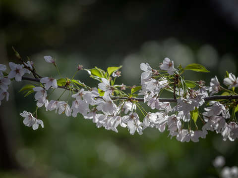 Cherry blossoms 2018 10