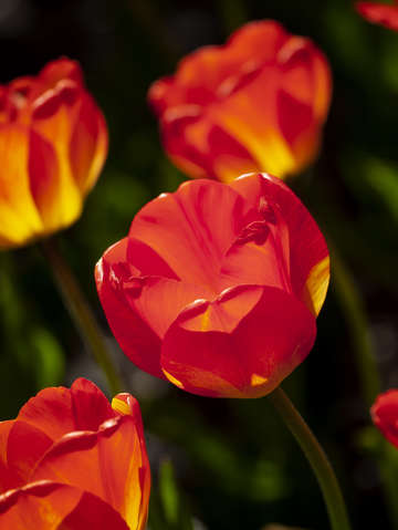 Tulips 12