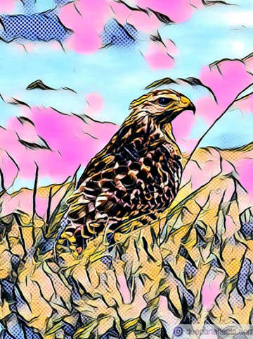 Abstract red tail hawk