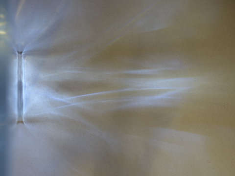 Rays 6816