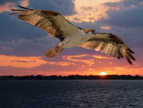 Osprey 3