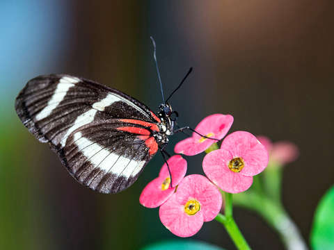 Key west butterfly garden