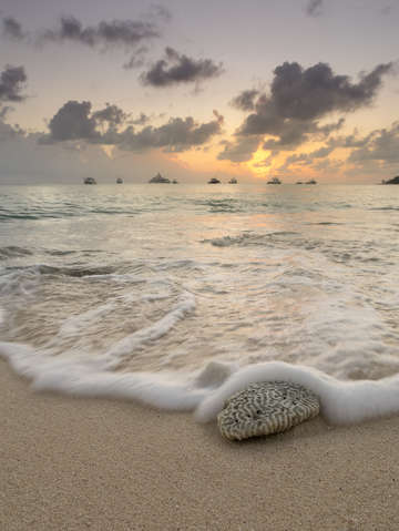 Grand cayman beach coral waves at sunset