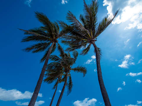 Paradise 7