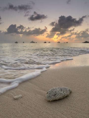 Grand cayman beach coral at sunset