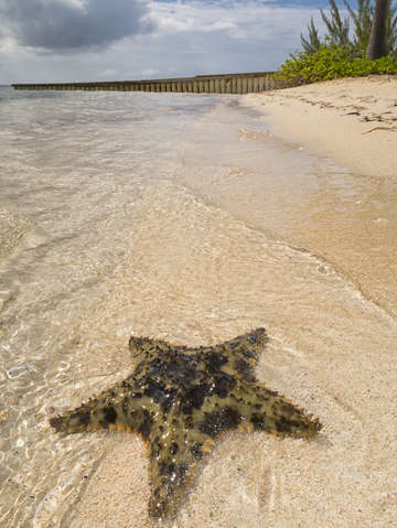 Starfish on the beach at starfish point