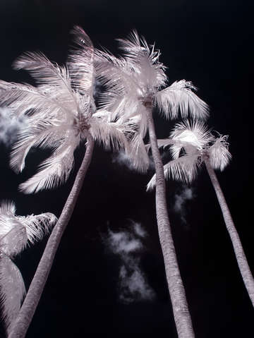 Infrared palm trees