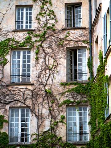 Creeping vines