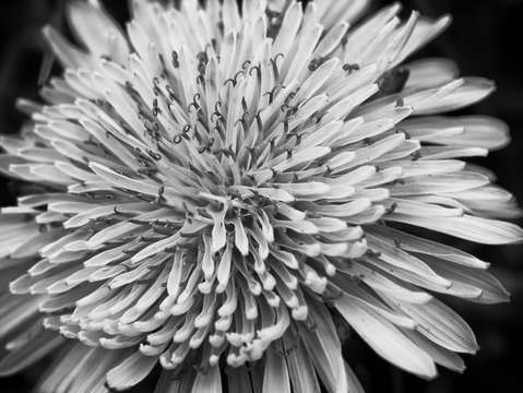 Lion macro