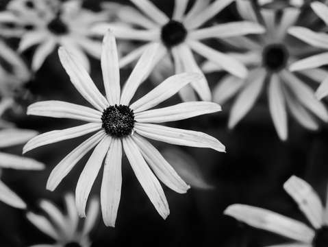 Daisy daisy 2