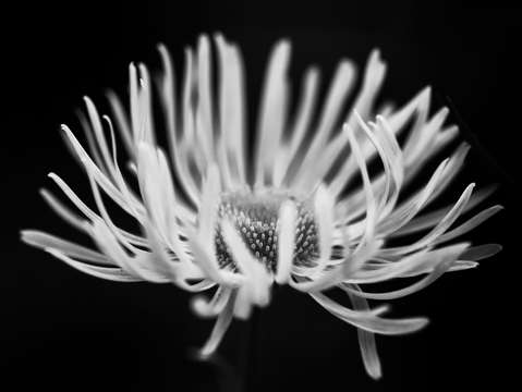 Aster