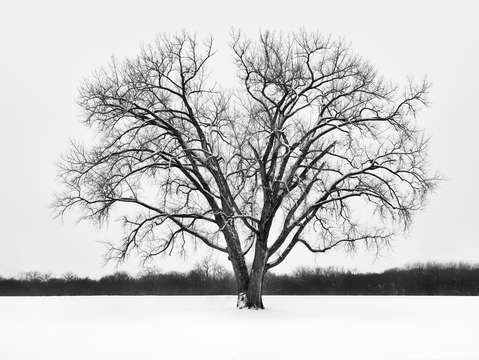 Lone tree 4