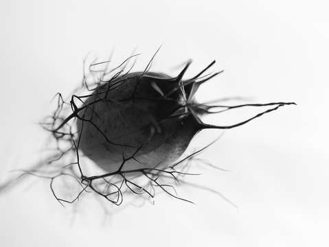 Seed pod