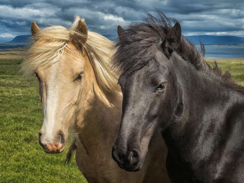 Icelandic horses