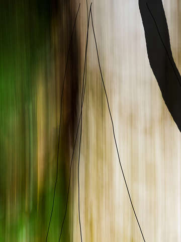 Forest and water