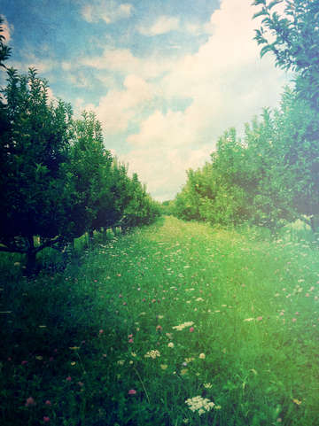 Orchard in spring