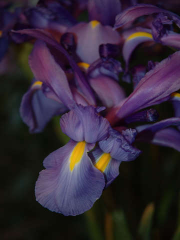 Iris