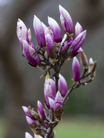 Magnolia blossoms 5 18