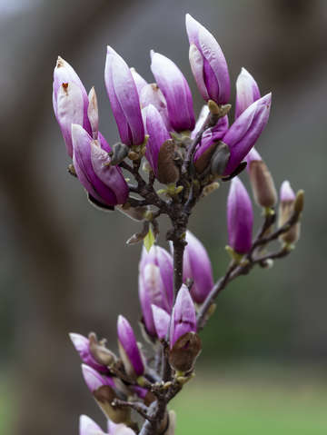 Magnolia blossoms 5 18 2
