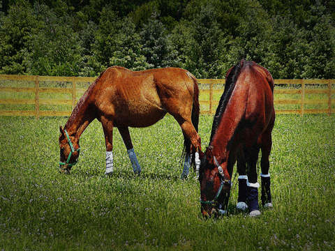 Grazing