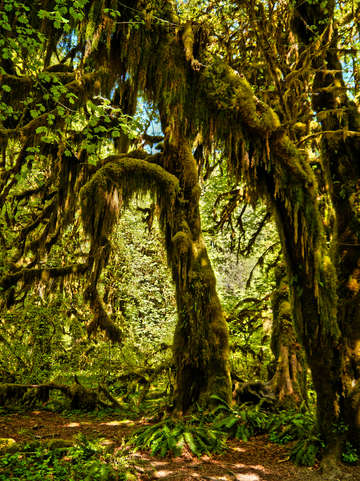 Ho rain forest hall of mosses