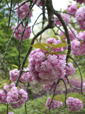 Cherry blossoms 9
