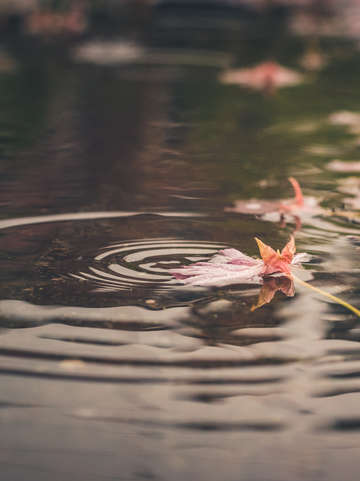 Fallen blossoms