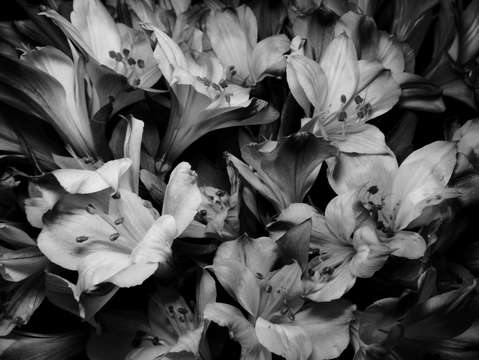 Blackl and white bloom