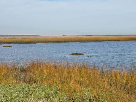 The marsh 2