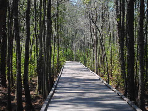 The path 6