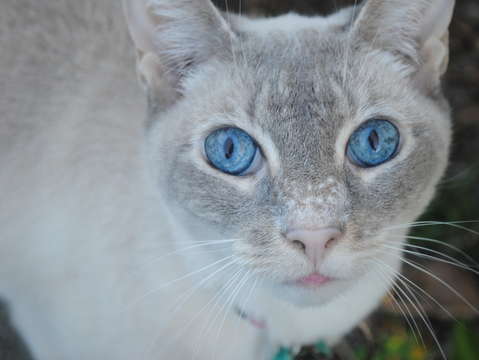 The stare