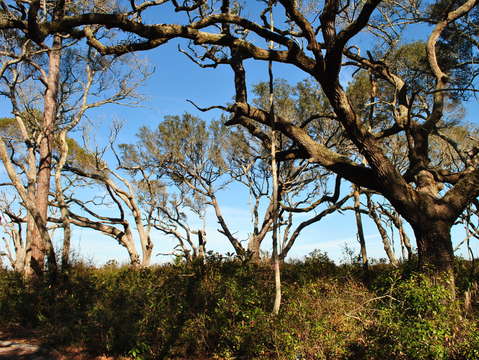 The trees