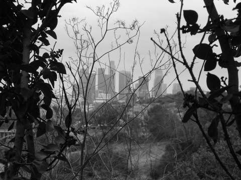 Trees x dtla