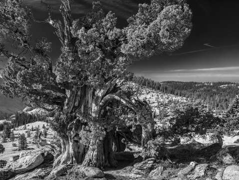 Juniper pine