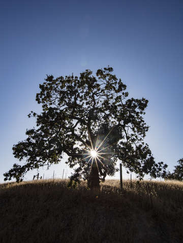Oak tree 2