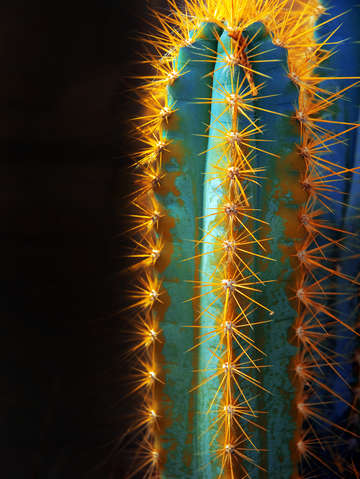 Succulent 2