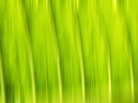 Jungle leaves