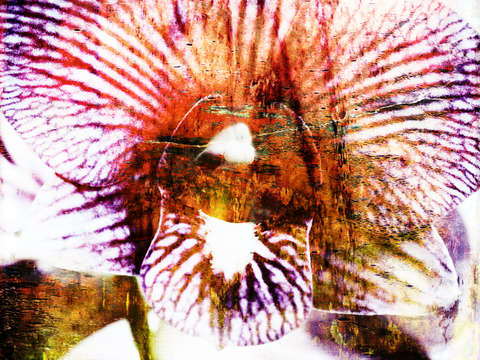 Orchid 8