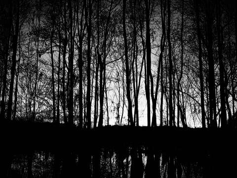 Bw cypress trees