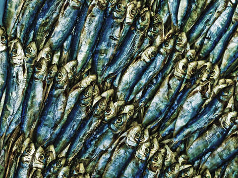 Dried fish at market