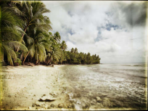 Tropical beach with palm trees