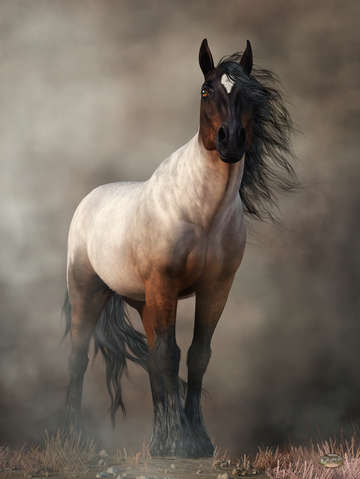 Bay roan
