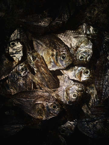 Dried fish in shadow