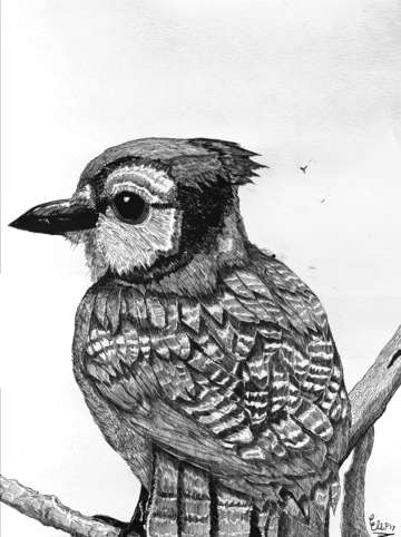 Blue jay 3