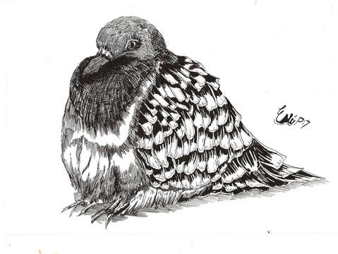 Pigeon