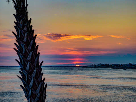 Palm and bayou st john sunrise dsc 2717