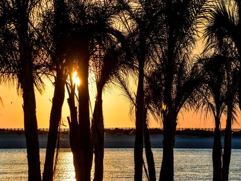 Sun thru the palm trees dsc 0622