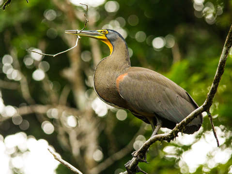Tiger heron