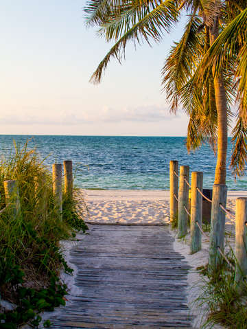 Boardwalk palm trees at smathers beach in key west